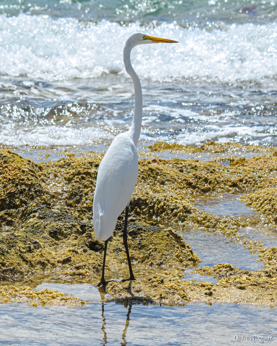 Great Egret - Diana López G