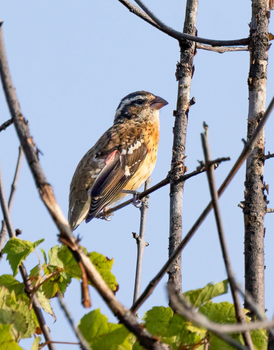 Rose-breasted Grosbeak - Suzanne Labbé