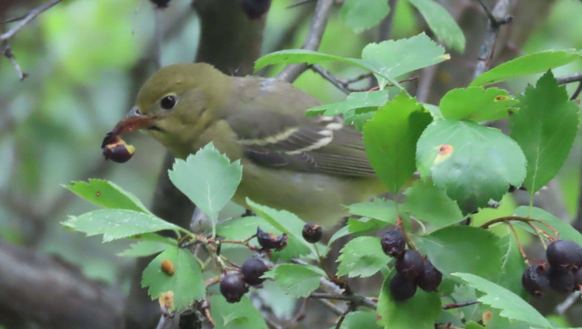 Western Tanager - ML623843135