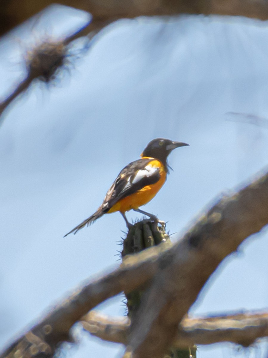 Venezuelan Troupial - ML623843195