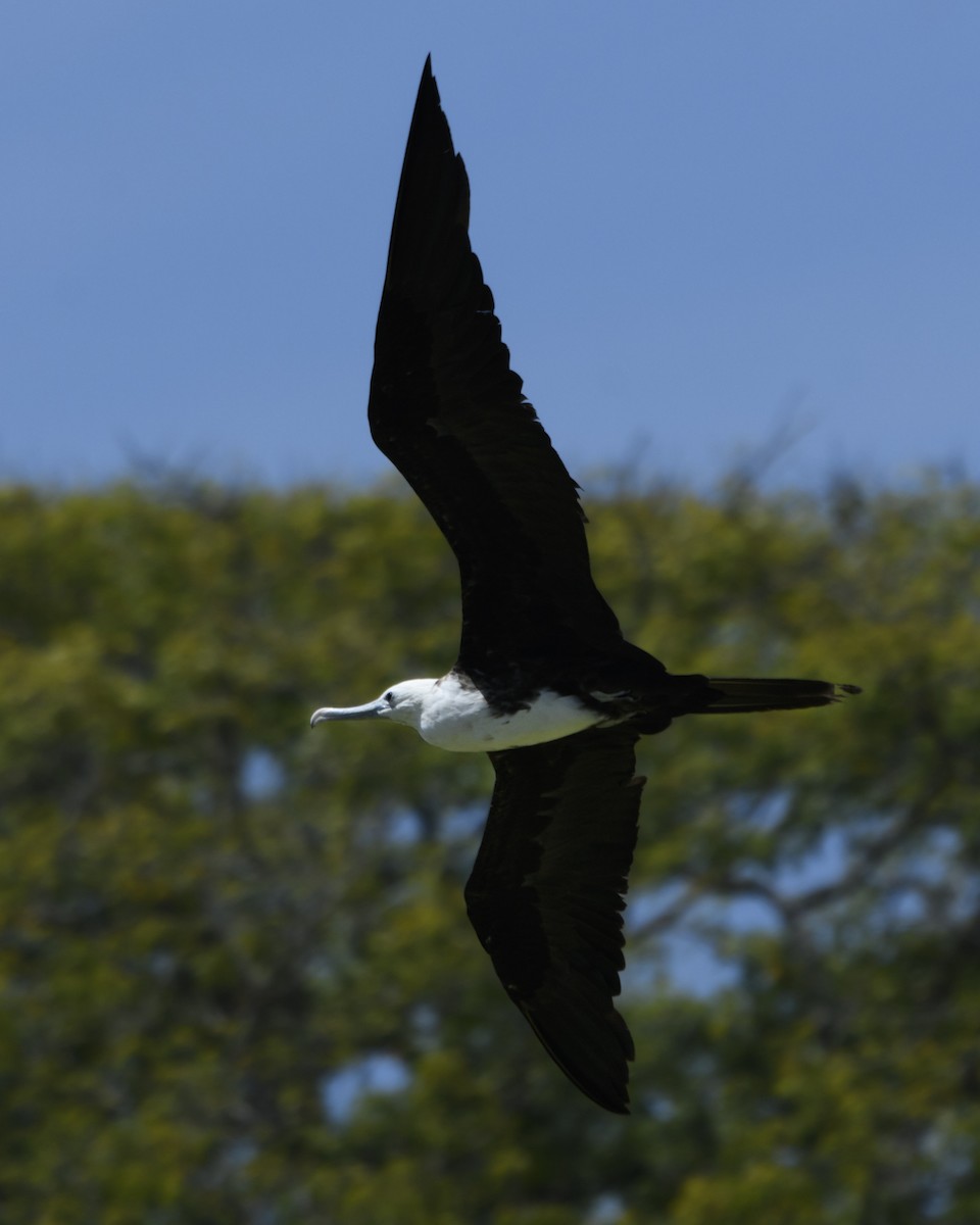 Magnificent Frigatebird - ML623843204