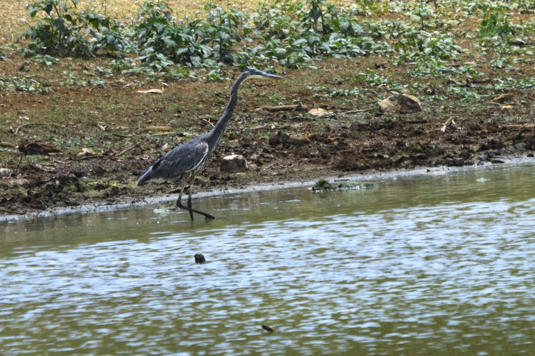 Great Blue Heron - ML623843210