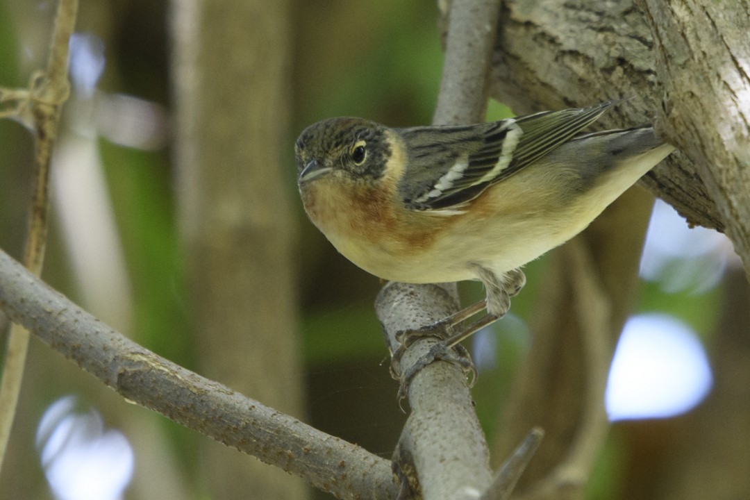 Bay-breasted Warbler - ML623843220