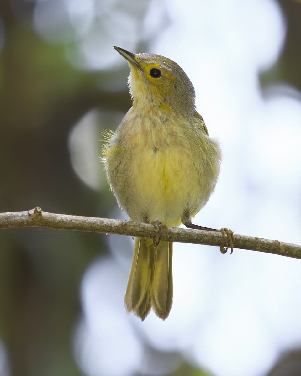 Yellow Warbler (Northern) - ML623843238