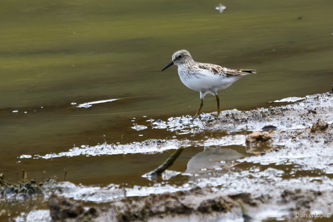 Least Sandpiper - ML623843244