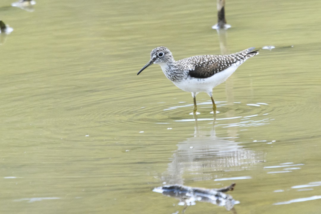 Solitary Sandpiper - ML623843256