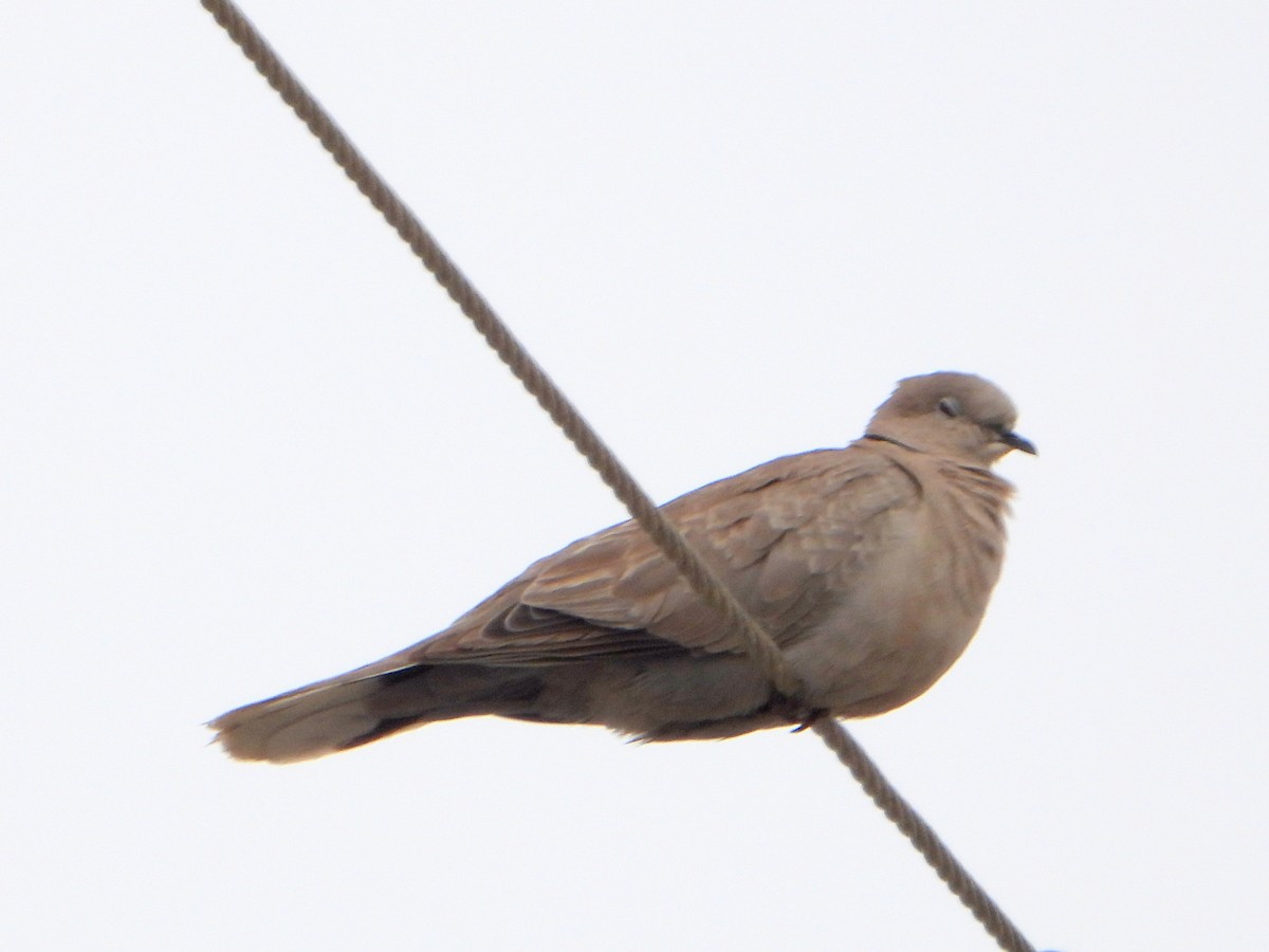 Eurasian Collared-Dove - ML623843275