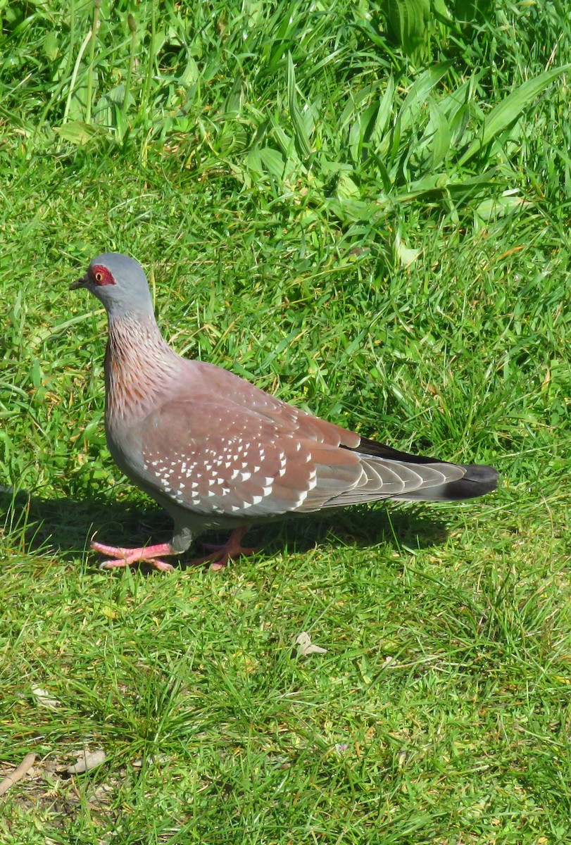 Speckled Pigeon - ML623843278