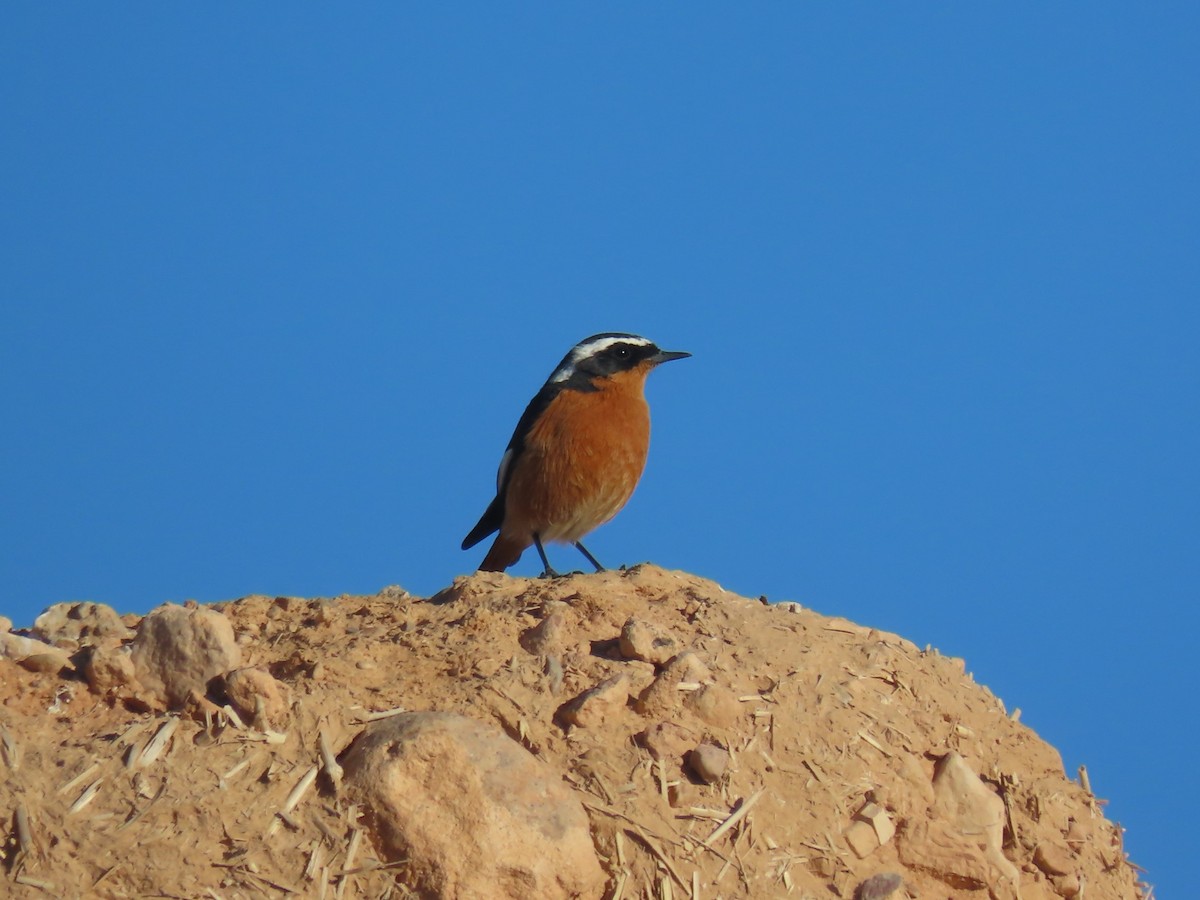 Moussier's Redstart - ML623843279