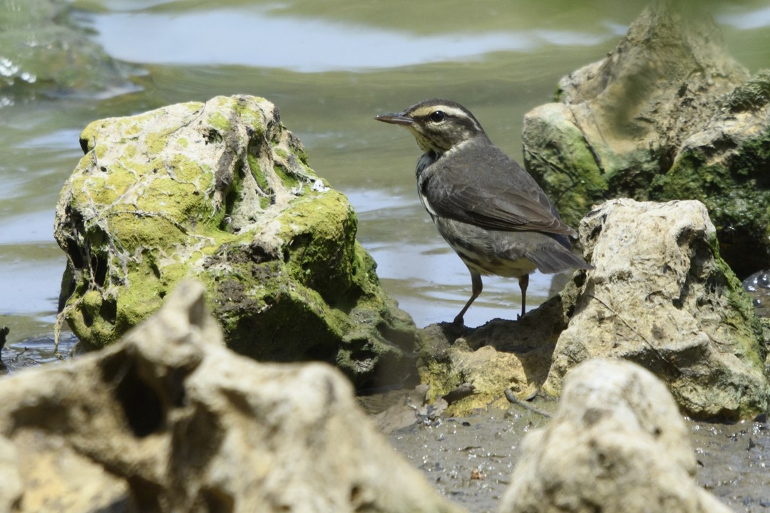 Northern Waterthrush - ML623843280