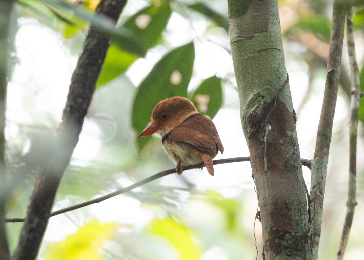 Collared Puffbird - ML623843287