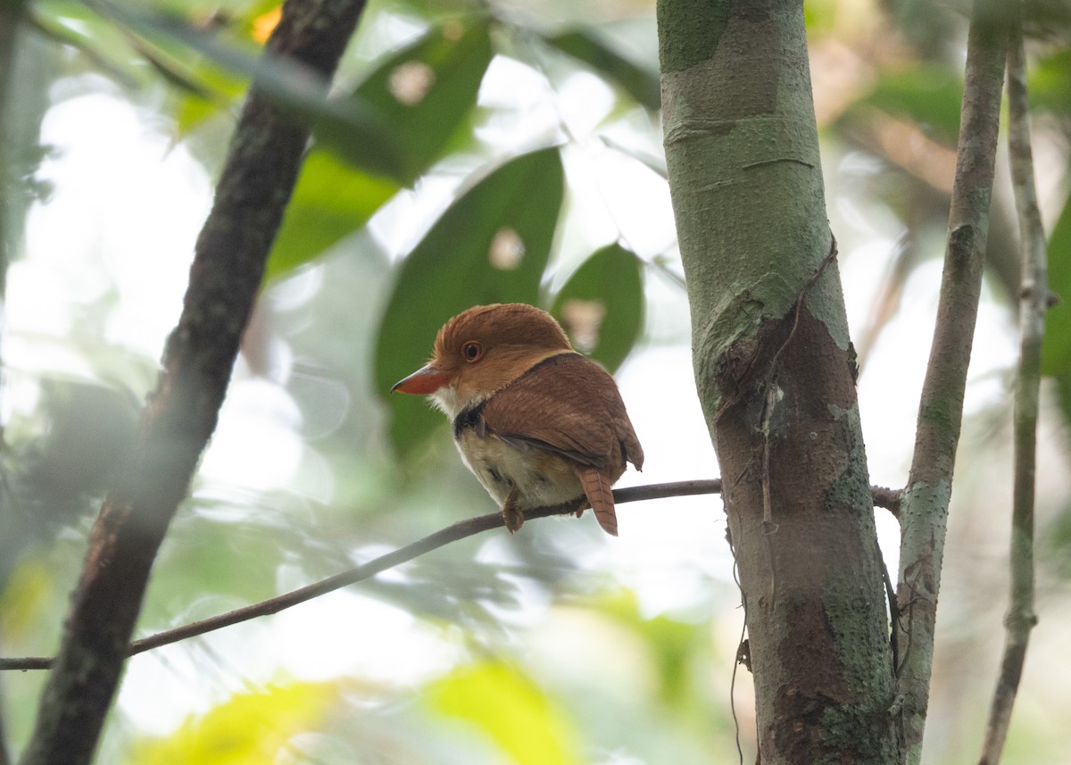 Collared Puffbird - ML623843288