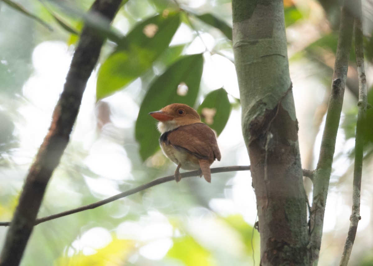 Collared Puffbird - ML623843289