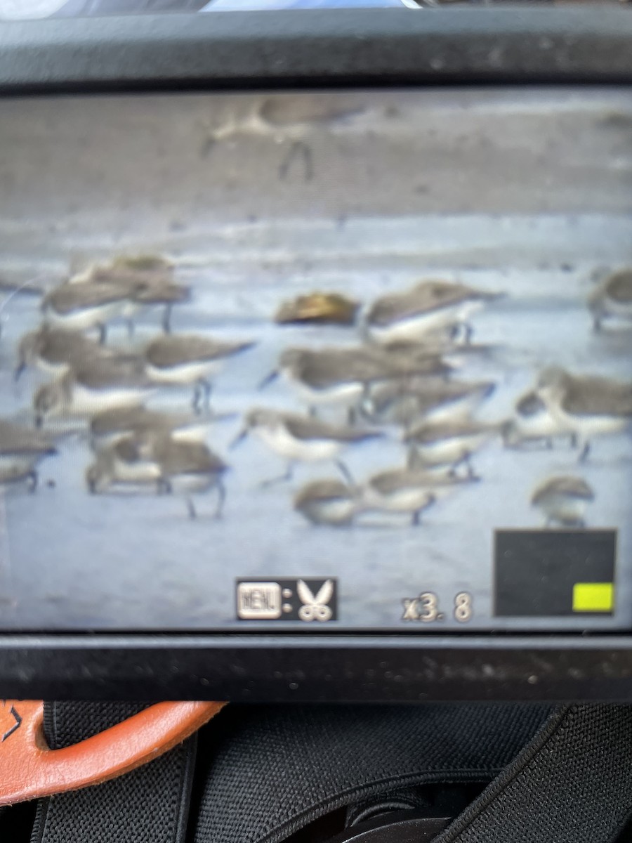 Western Sandpiper - ML623843298