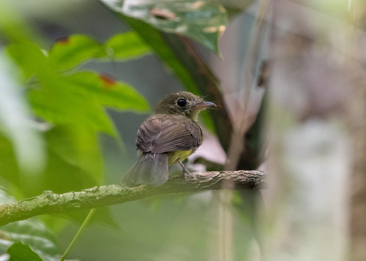 Whiskered Flycatcher - ML623843301