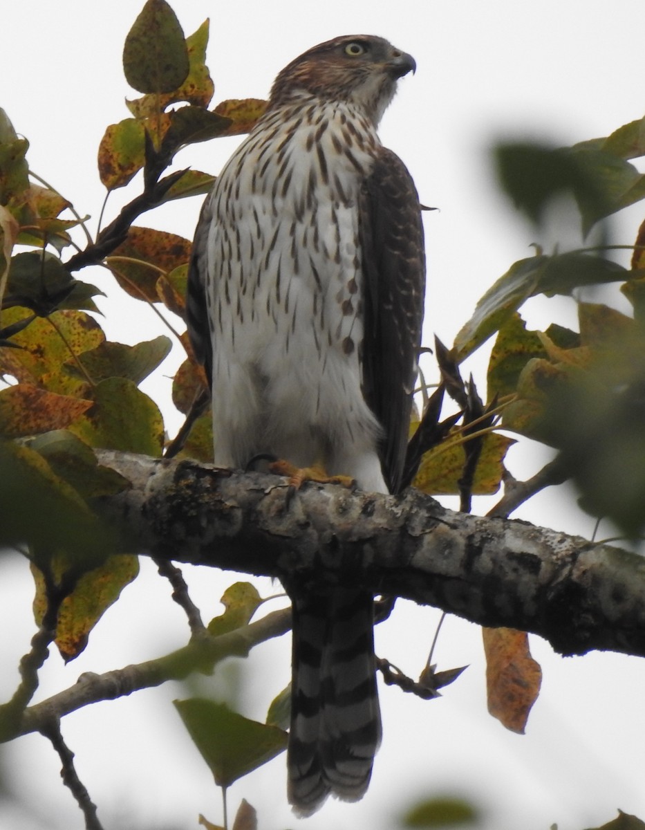 Cooper's Hawk - ML623843311