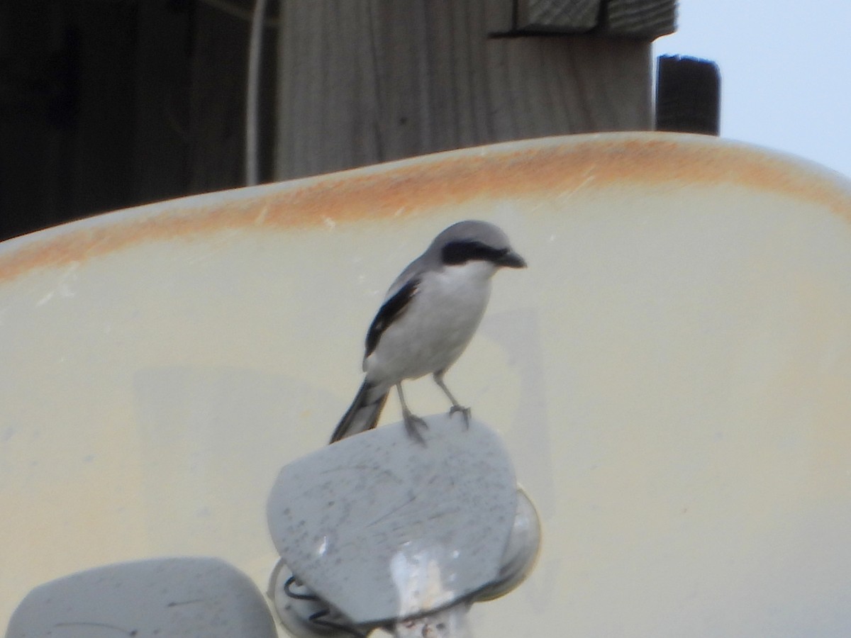 Loggerhead Shrike - ML623843329