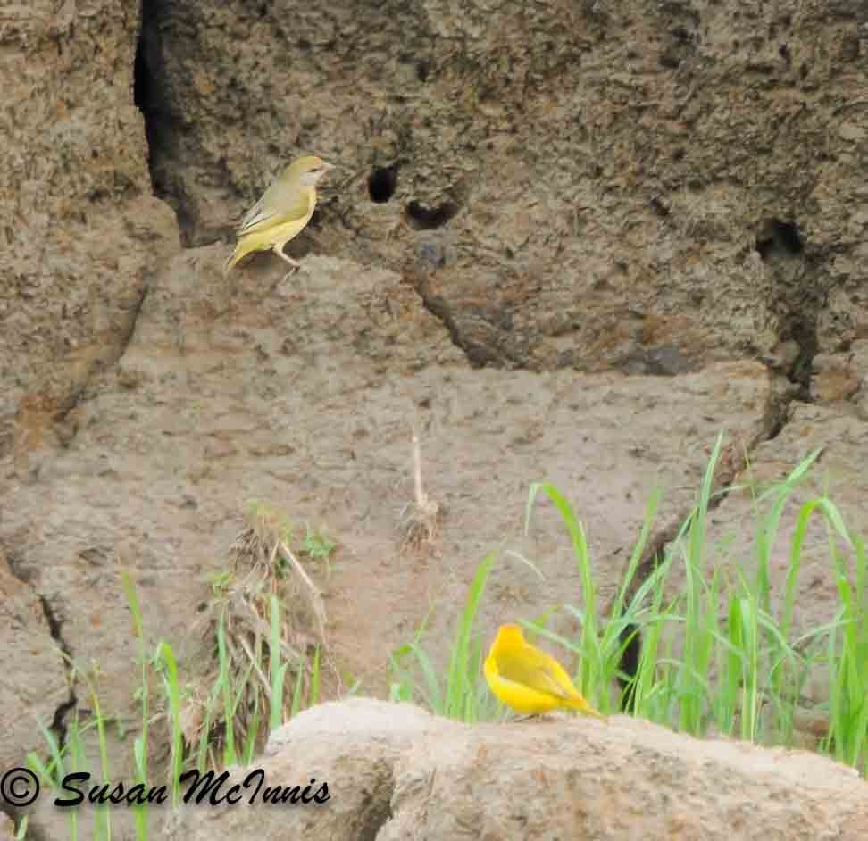 Orange-fronted Yellow-Finch - ML623843340