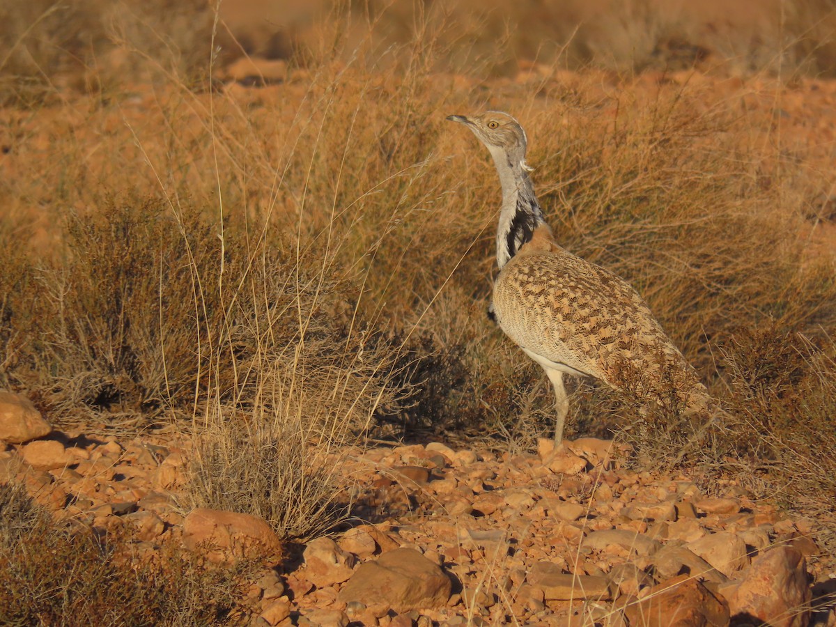 Houbara basoiloa - ML623843346