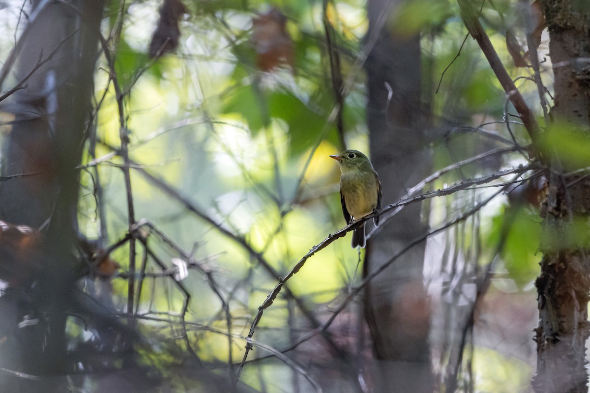 Yellow-bellied Flycatcher - ML623843359