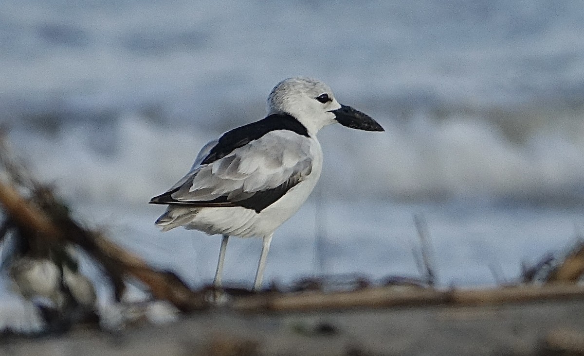 Crab-Plover - ML623843366