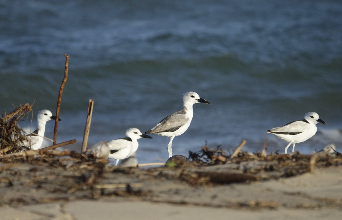 Crab-Plover - ML623843367