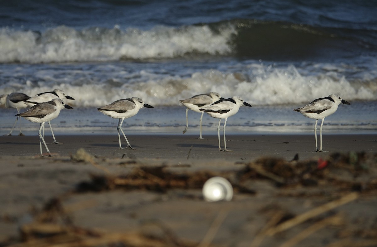 Crab-Plover - Martin Brookes