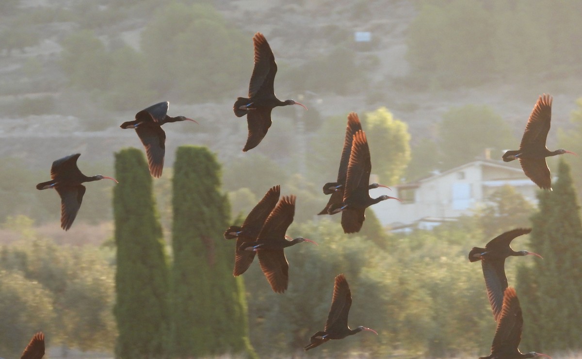 Northern Bald Ibis - ML623843395