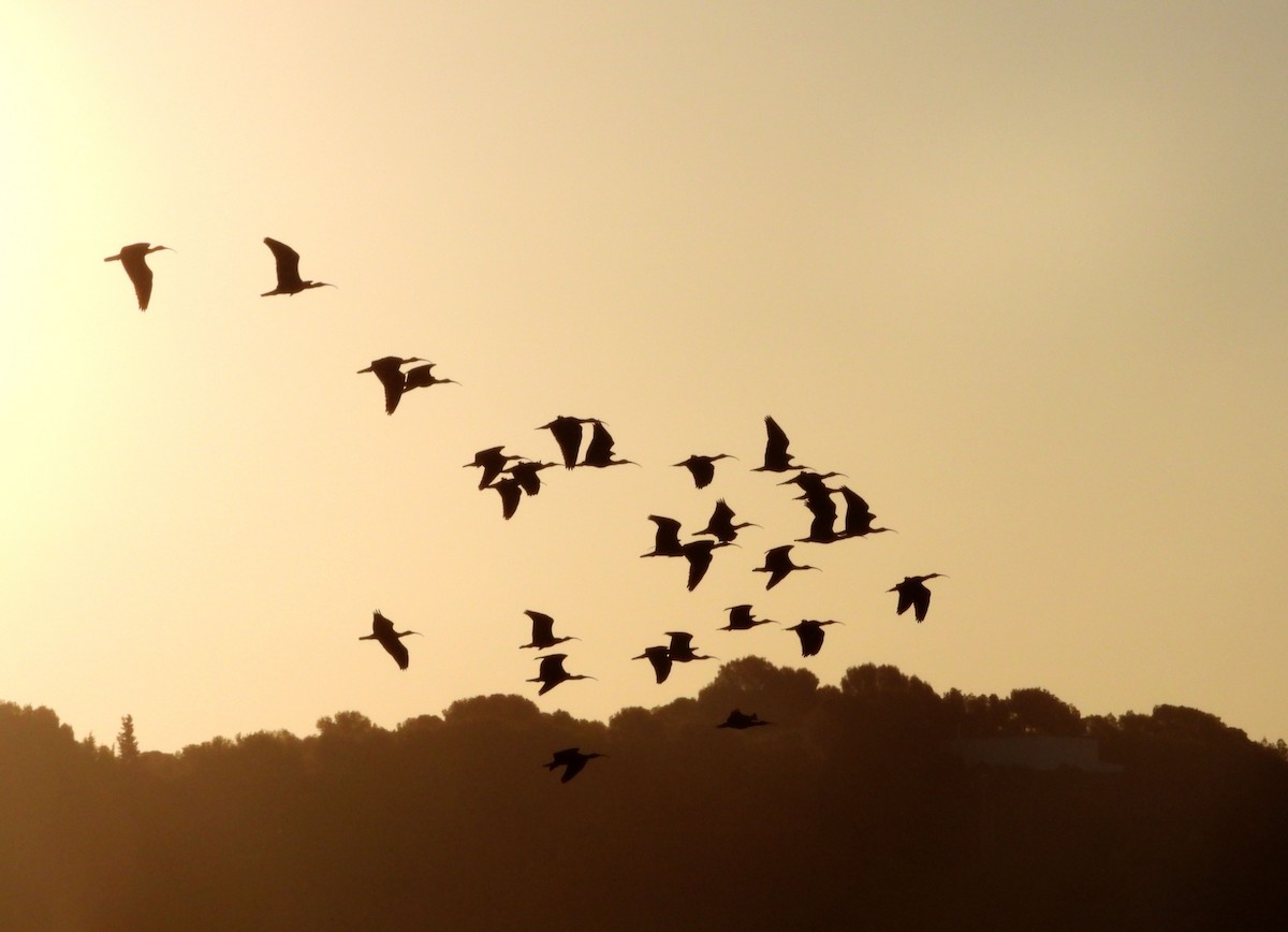 Northern Bald Ibis - ML623843397