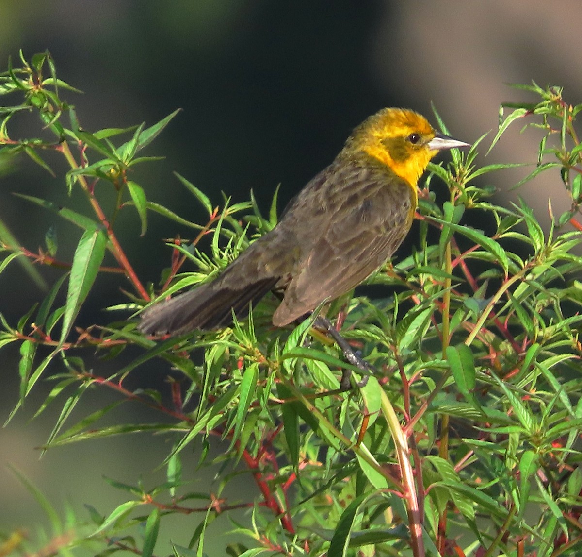 Yellow-hooded Blackbird - ML623843401