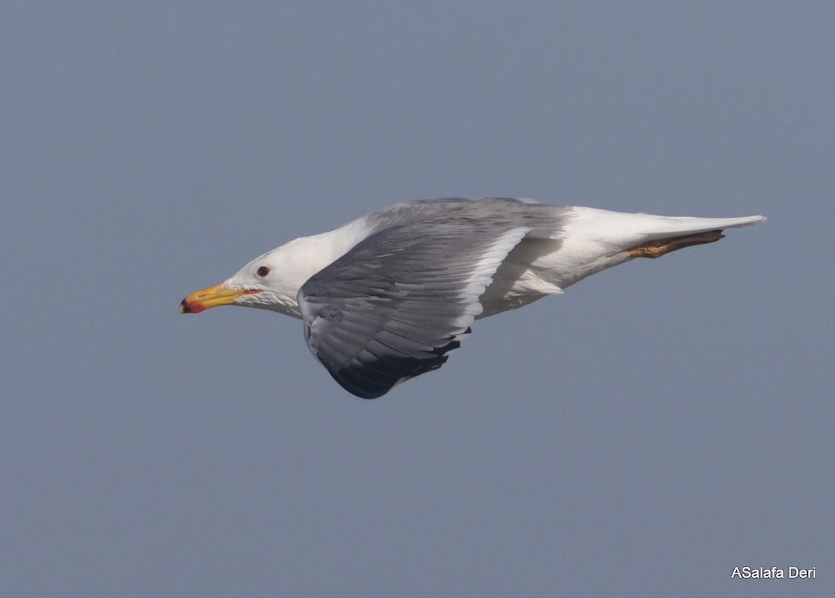 Armenian Gull - ML623843404