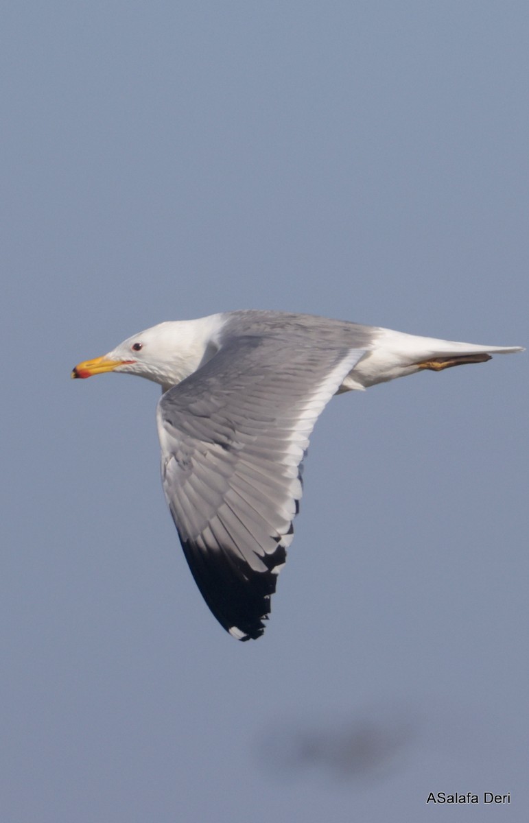 Armenian Gull - ML623843405