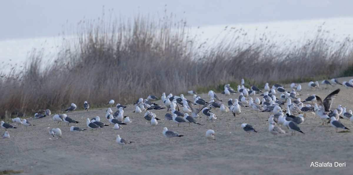 Armenian Gull - ML623843406