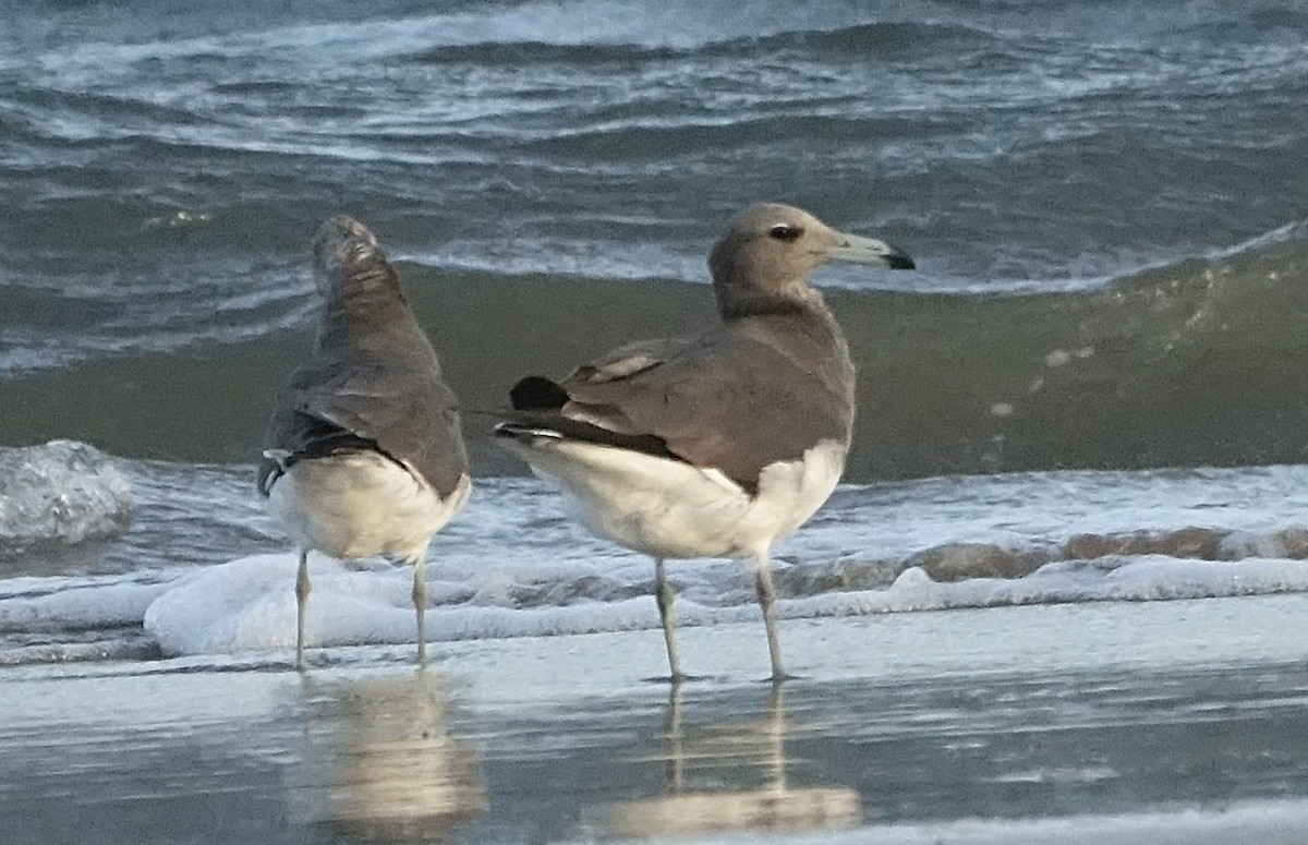 Gaviota Cejiblanca - ML623843407