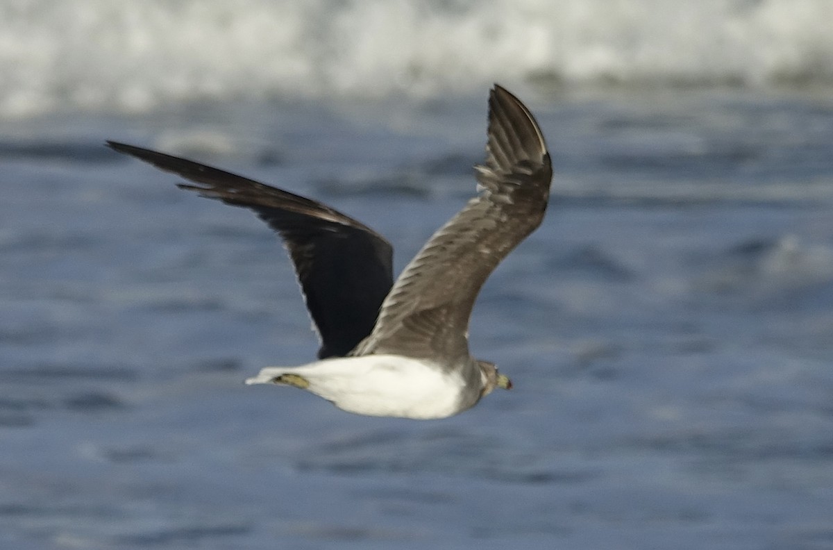 Sooty Gull - ML623843408