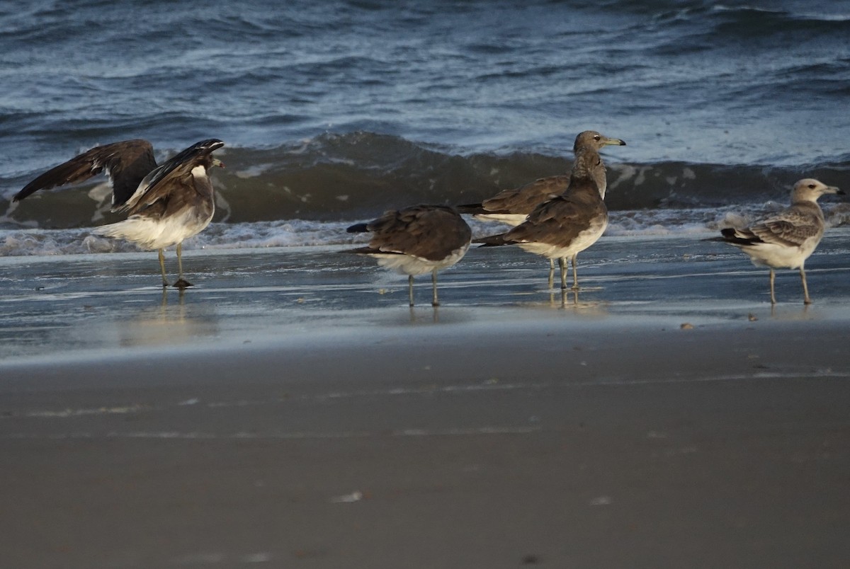 Sooty Gull - ML623843409