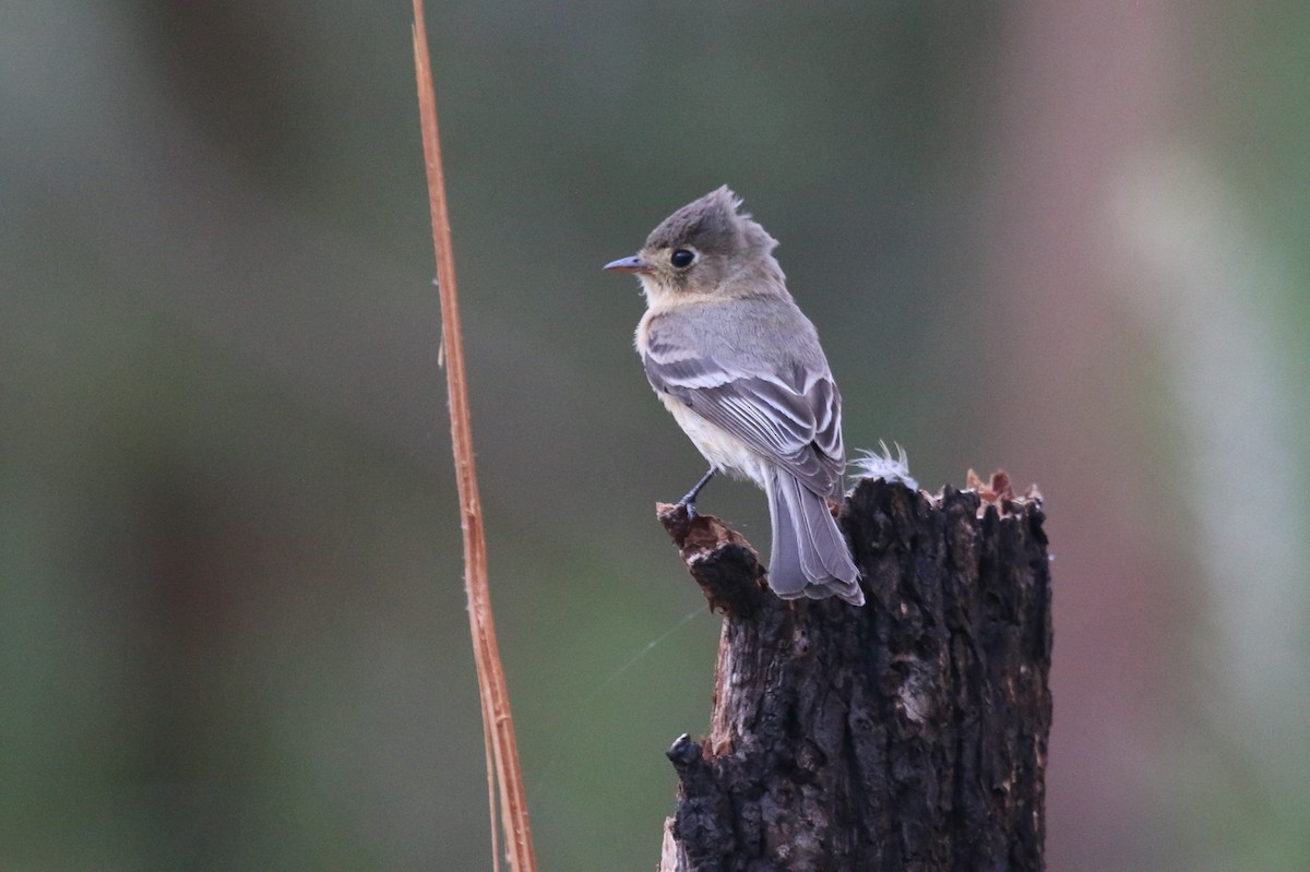 Buff-breasted Flycatcher - ML623843422