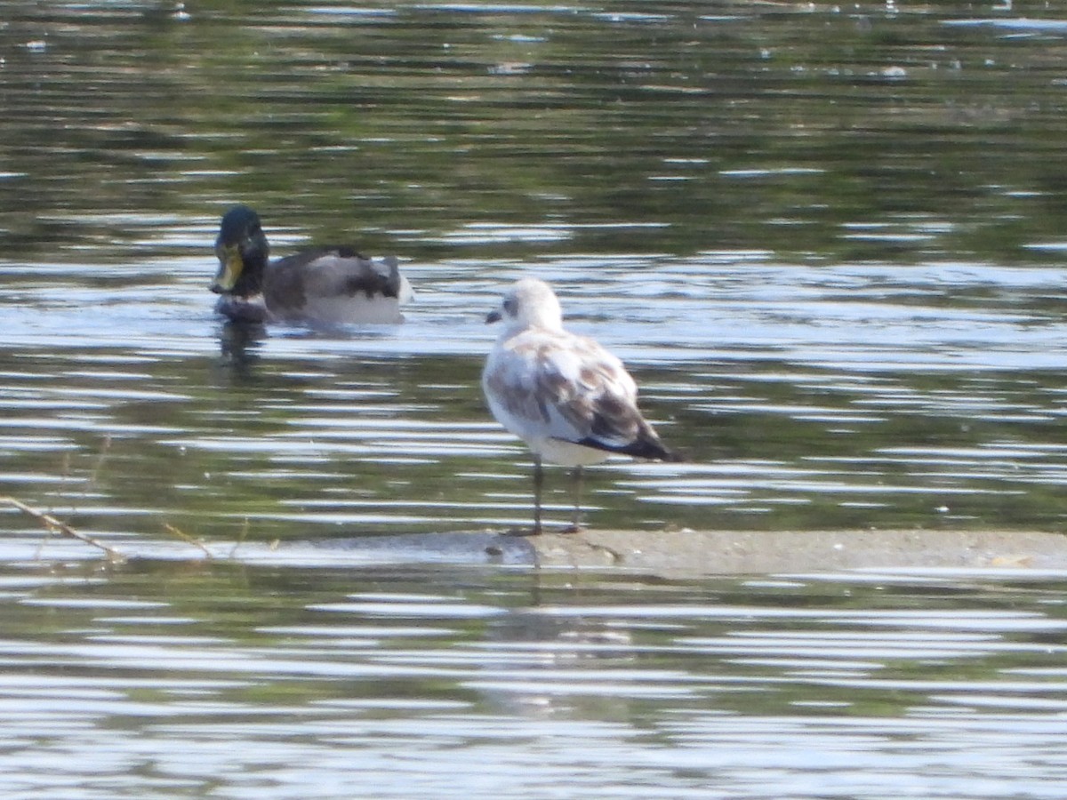 Mediterranean Gull - ML623843432