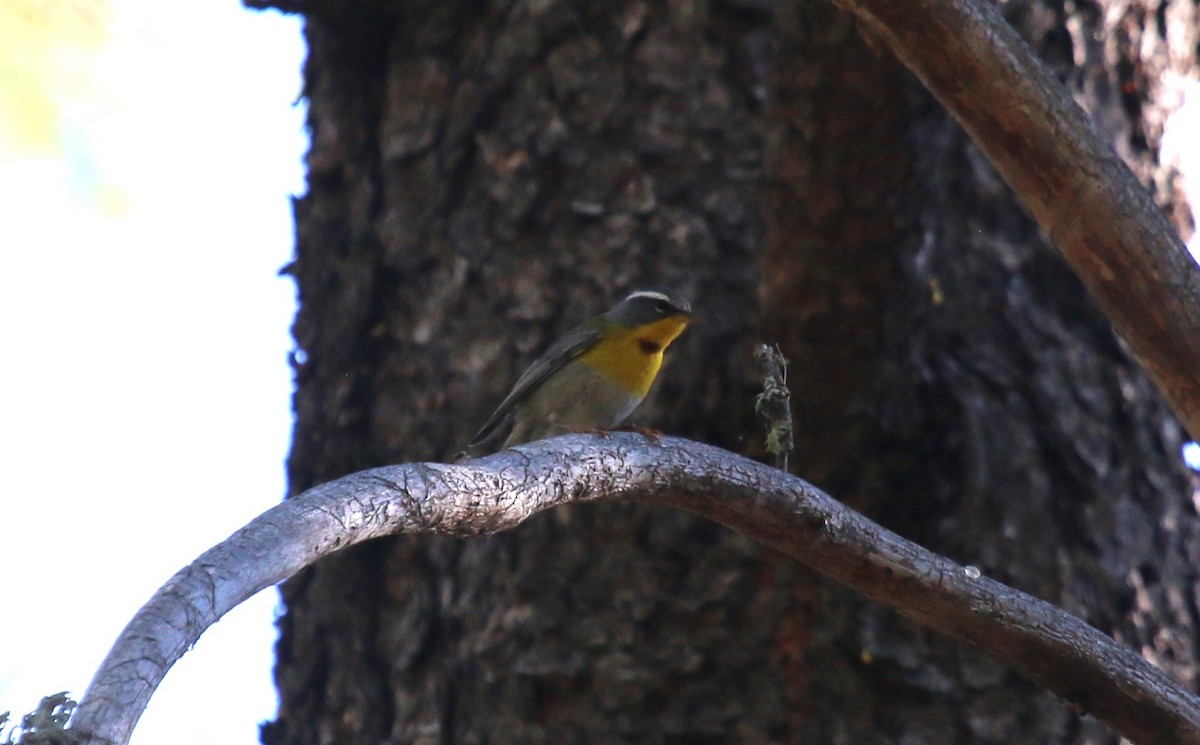 Crescent-chested Warbler - ML623843433