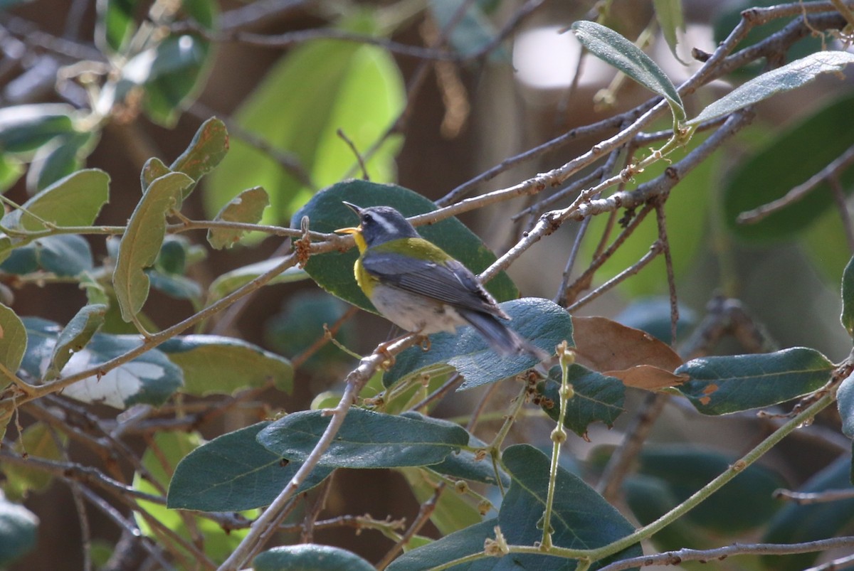 Crescent-chested Warbler - ML623843434