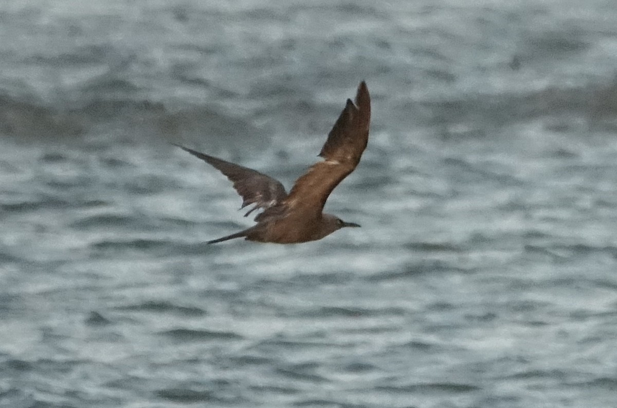 Brown Noddy - ML623843441