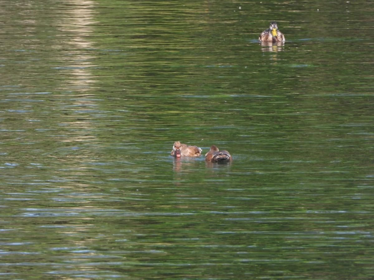 Red-crested Pochard - ML623843445