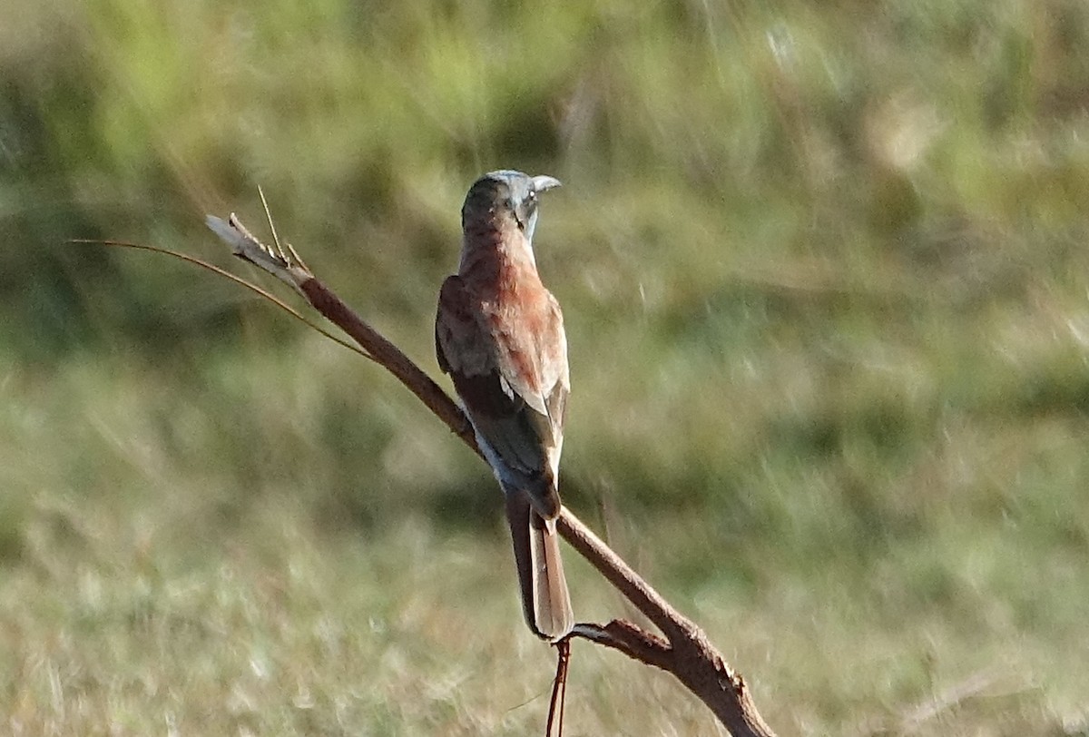 Northern Carmine Bee-eater - ML623843453