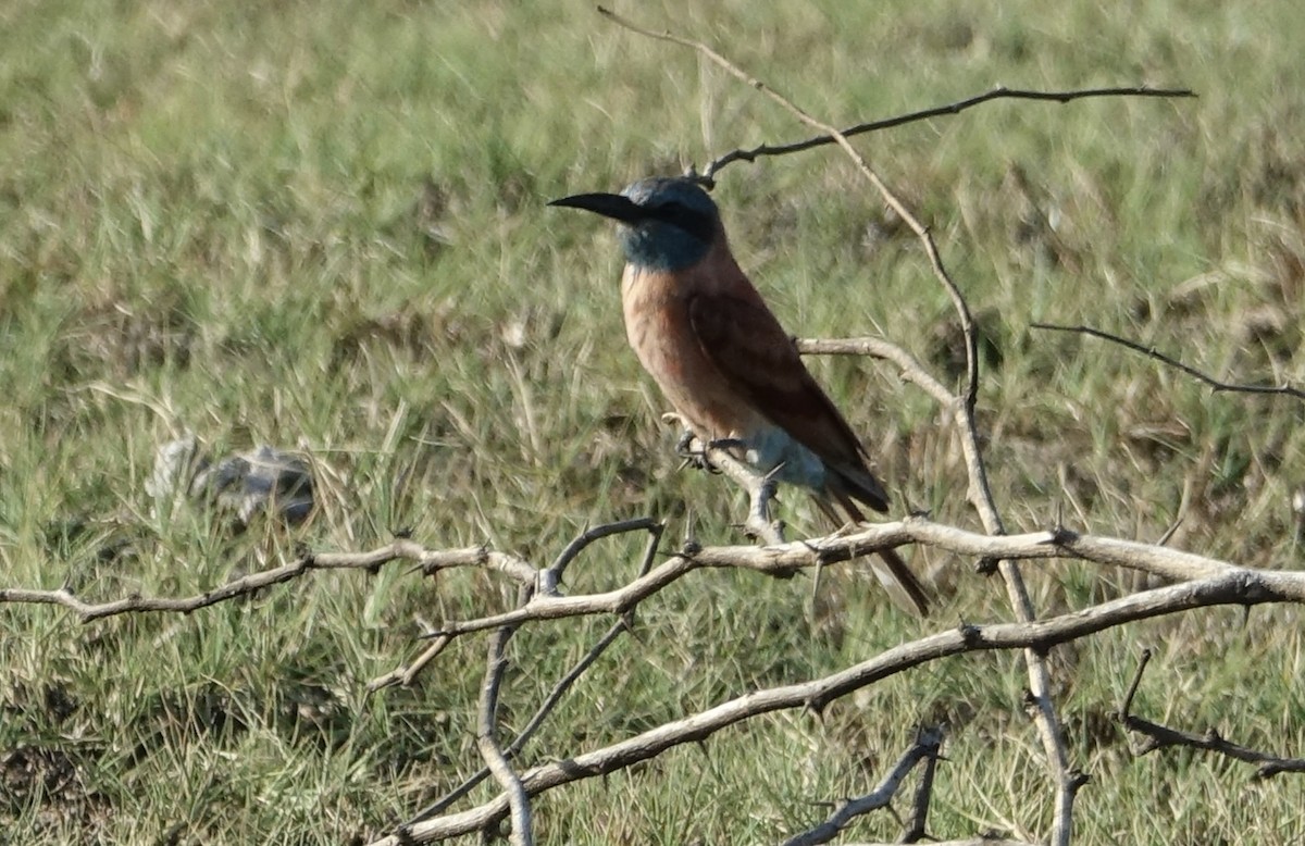 Northern Carmine Bee-eater - ML623843454