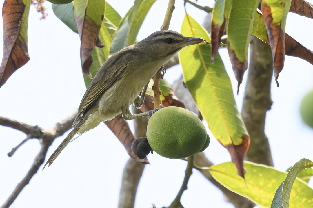 Black-whiskered Vireo - ML623843457