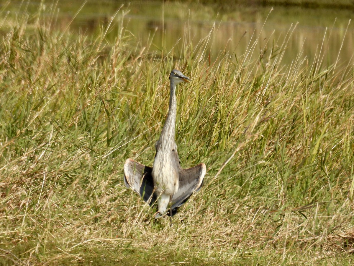 Great Blue Heron - ML623843468