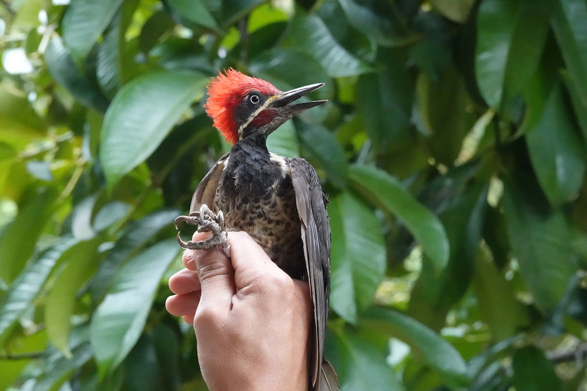 Lineated Woodpecker - ML623843485