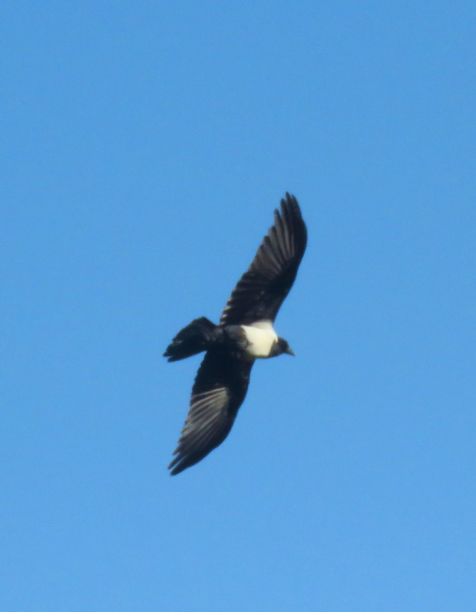 Pied Crow - ML623843493