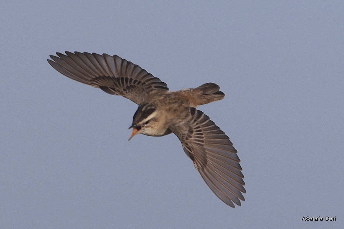 Sedge Warbler - ML623843500