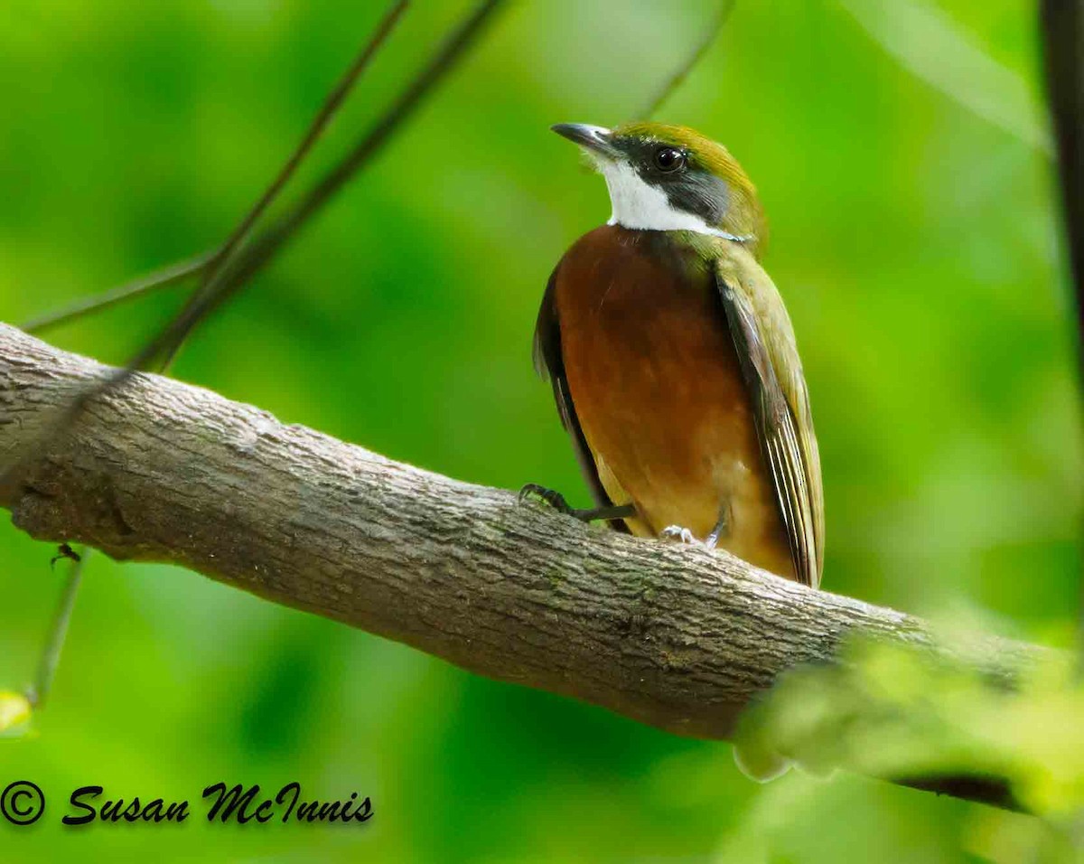 Yellow-crowned Manakin - ML623843519